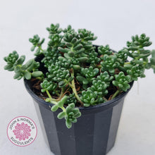 Load image into Gallery viewer, Sedum Album - John & Norma's Succulents