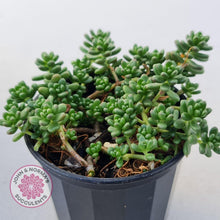 Load image into Gallery viewer, Sedum Album - John & Norma's Succulents
