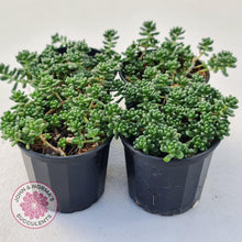 Load image into Gallery viewer, Sedum Album - John & Norma's Succulents