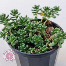 Load image into Gallery viewer, Sedum Album - John & Norma's Succulents