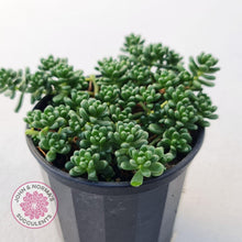 Load image into Gallery viewer, Sedum Album - John & Norma's Succulents
