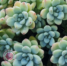 Load image into Gallery viewer, Sedum clavatum (multi)