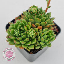 Load image into Gallery viewer, Echeveria Emerald Ripple - John & Norma's Succulents