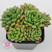 Load image into Gallery viewer, Echeveria Emerald Ripple - John & Norma's Succulents