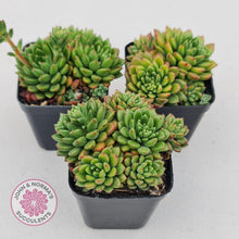 Load image into Gallery viewer, Echeveria Emerald Ripple - John & Norma's Succulents