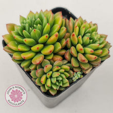 Load image into Gallery viewer, Echeveria Emerald Ripple - John & Norma's Succulents