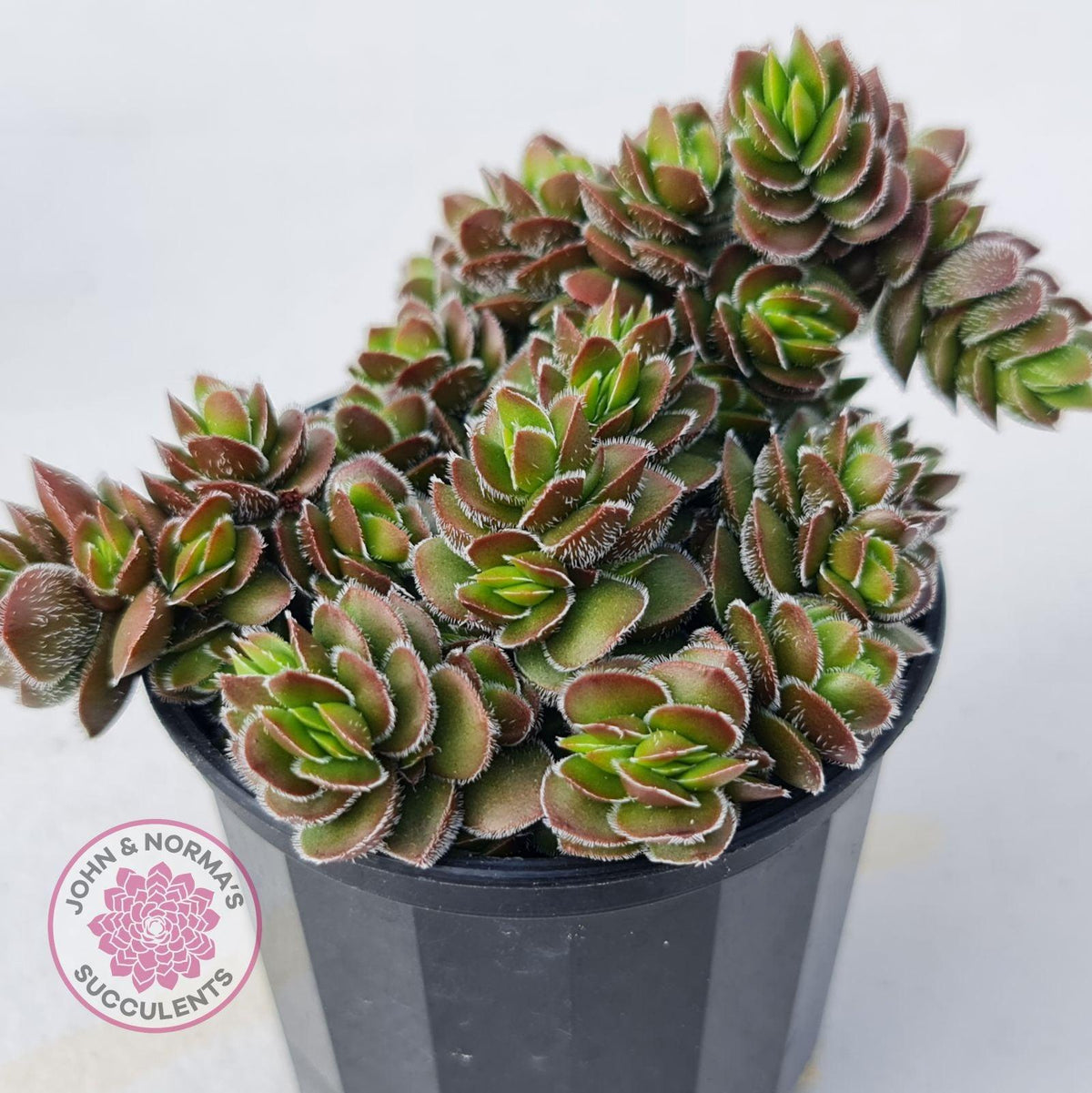 Crassula lanuginosa var. pachystemon 'David'