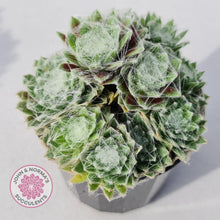 Load image into Gallery viewer, Sempervivum arachnoidium - John & Norma's Succulents