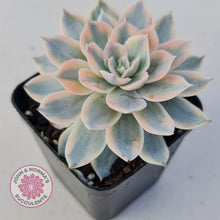 Load image into Gallery viewer, Echeveria desmetiana v subsessilis variegata (White) - John & Norma's Succulents