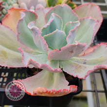 Load image into Gallery viewer, Echeveria Flying Cloud (reverted) - John & Norma's Succulents Australia