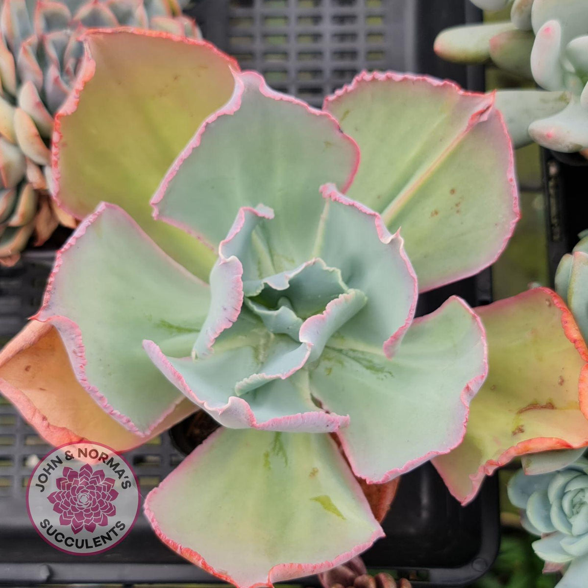 Echeveria Flying Cloud (reverted)