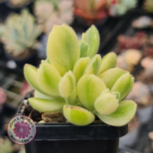Load image into Gallery viewer, Cotyledon Tomentosa 'Bears Paw' White Variegated - John & Norma's Succulents