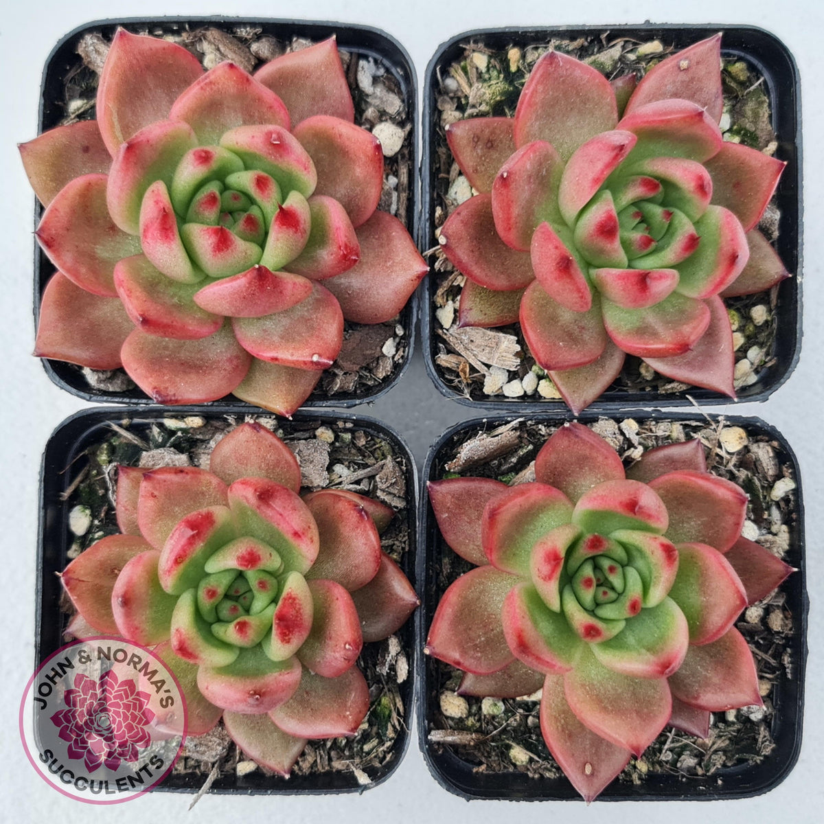Echeveria Agavoides Amestro (Lg)