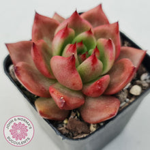 Load image into Gallery viewer, Echeveria Agavoides Amestro - John & Norma's Succulents