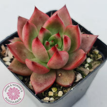 Load image into Gallery viewer, Echeveria Agavoides Amestro - John & Norma's Succulents