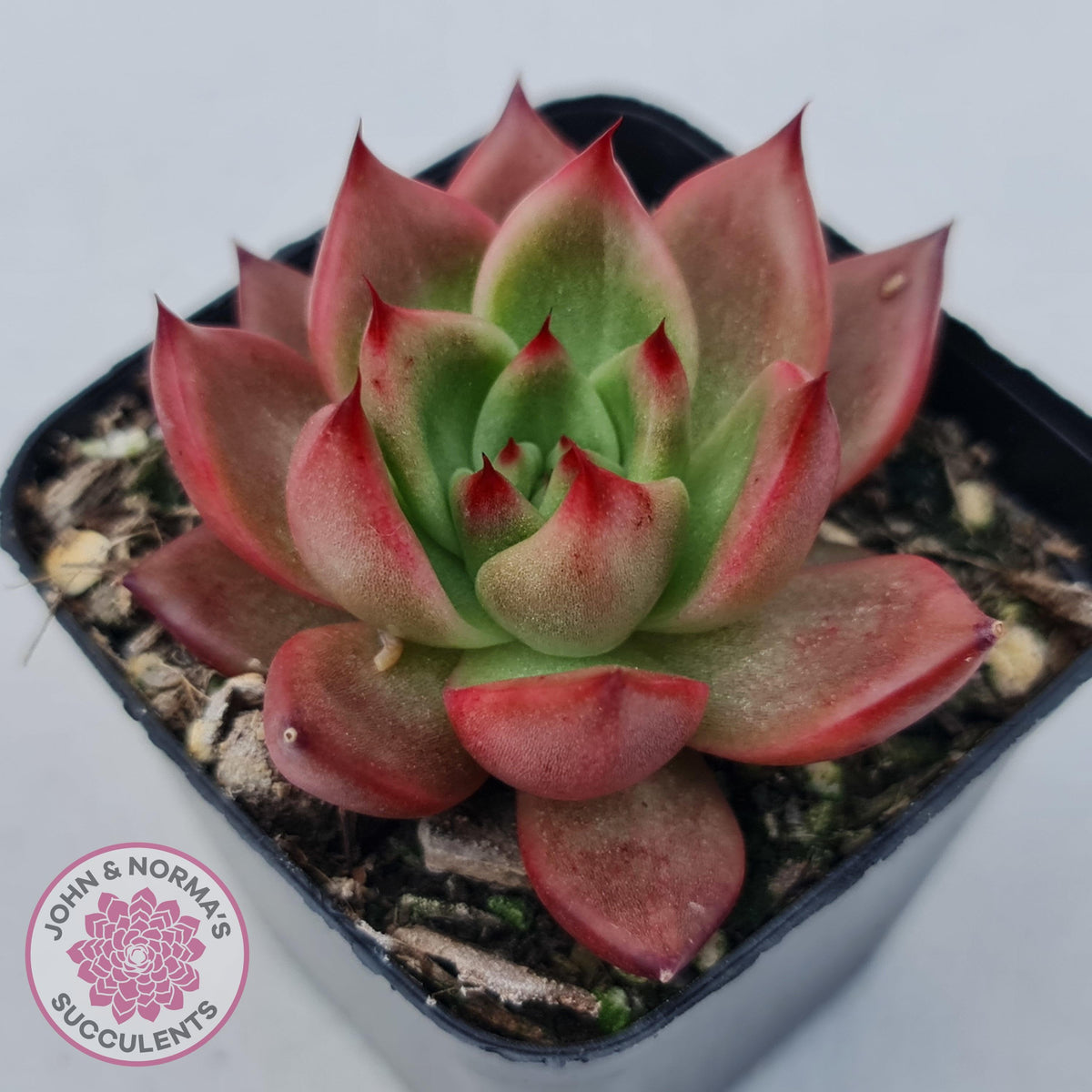 Echeveria Agavoides Amestro (Lg)