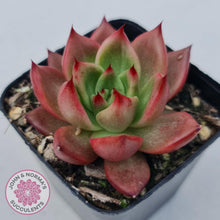 Load image into Gallery viewer, Echeveria Agavoides Amestro - John & Norma's Succulents