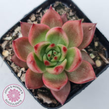 Load image into Gallery viewer, Echeveria Agavoides Amestro - John & Norma's Succulents