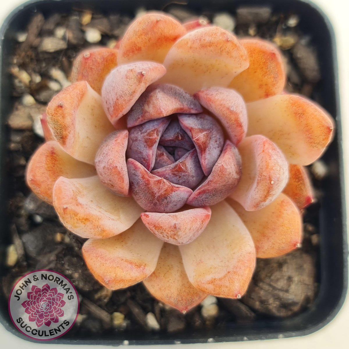 Echeveria White Amethyst