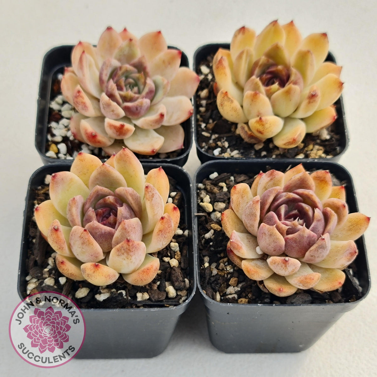 Echeveria White Amethyst