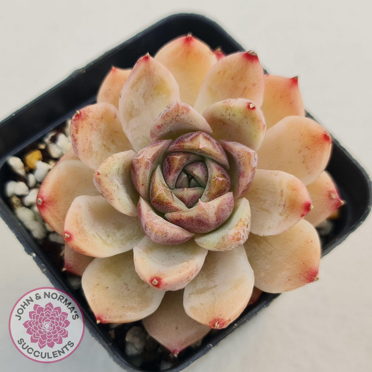 Echeveria White Amethyst