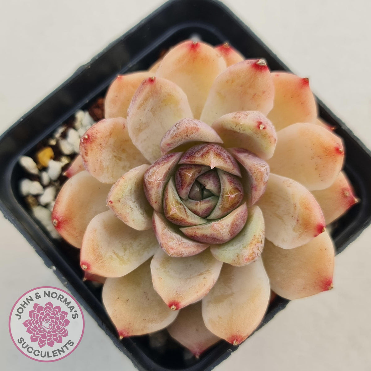 Echeveria White Amethyst