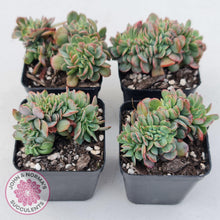 Load image into Gallery viewer, Echeveria Briar Rose Crest - John & Norma's Succulents