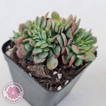 Load image into Gallery viewer, Echeveria Briar Rose Crest - John & Norma's Succulents