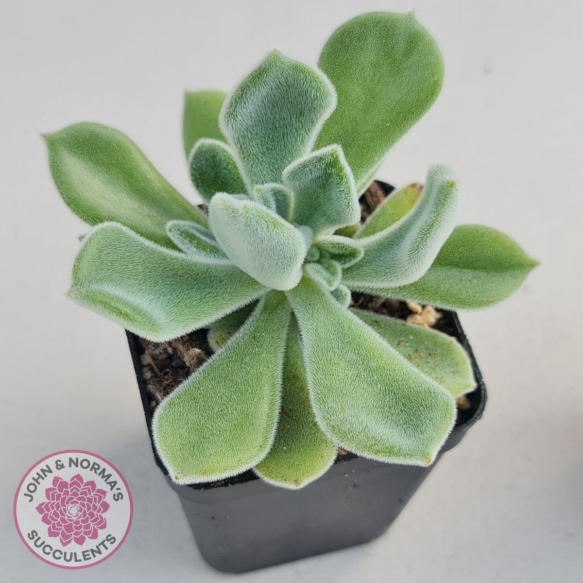 Echeveria pulvinata 'Frosty'