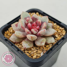 Load image into Gallery viewer, Echeveria Jelly Jam - John & Norma's Succulents