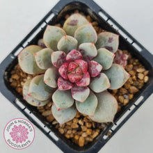 Load image into Gallery viewer, Echeveria Jelly Jam - John & Norma's Succulents