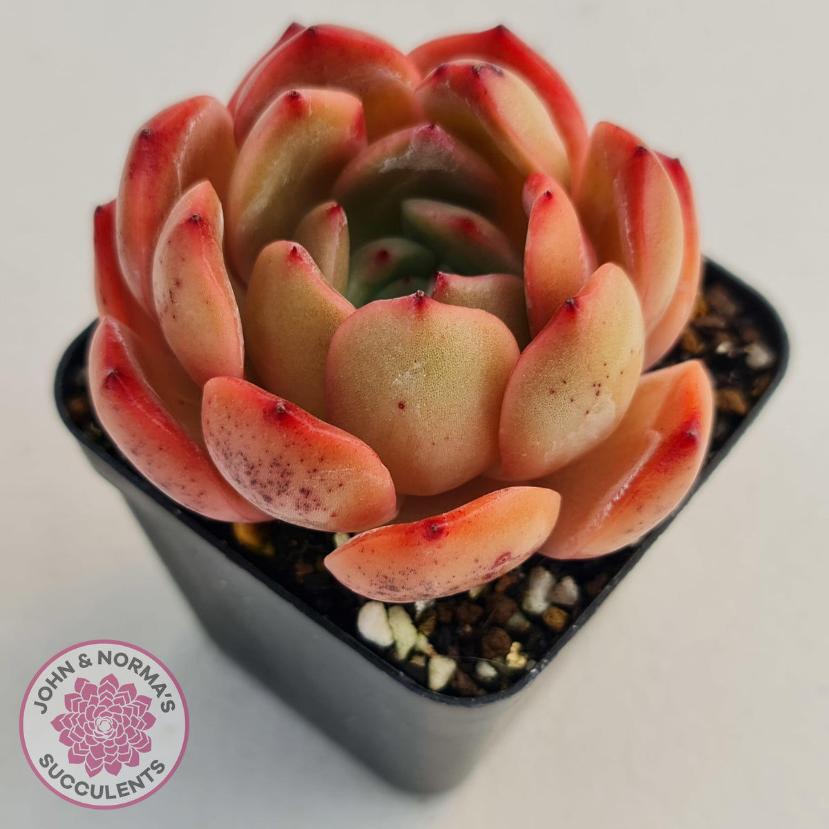 Echeveria Madonna
