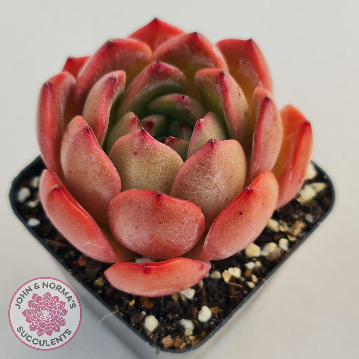 Echeveria Madonna