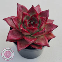 Load image into Gallery viewer, Echeveria Agavoides Romeo Rubin - Large - John & Norma's Succulents