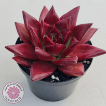 Load image into Gallery viewer, Echeveria Agavoides Romeo Rubin - Large - John & Norma's Succulents
