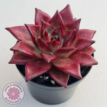 Load image into Gallery viewer, Echeveria Agavoides Romeo Rubin - Large - John & Norma's Succulents