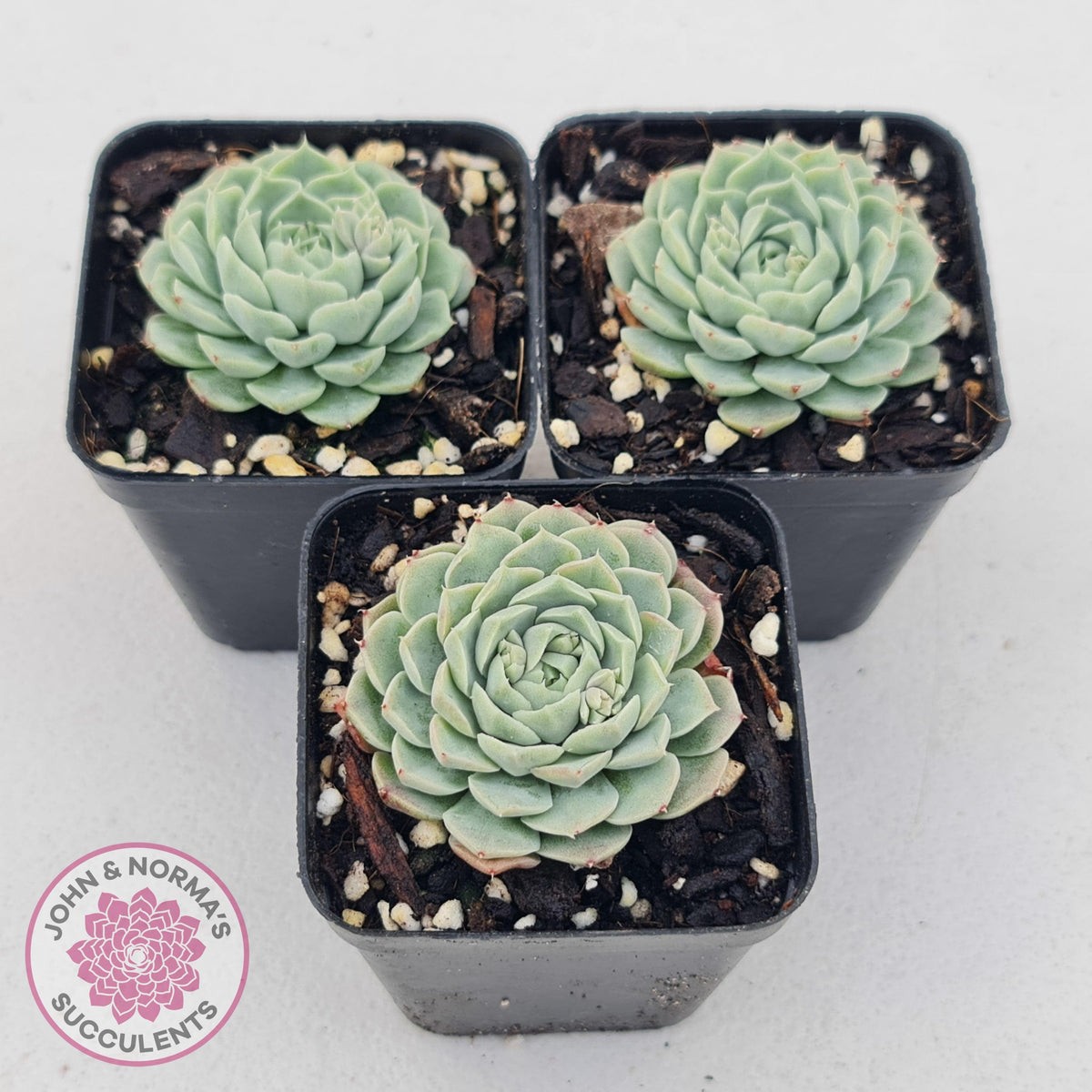 Echeveria White One