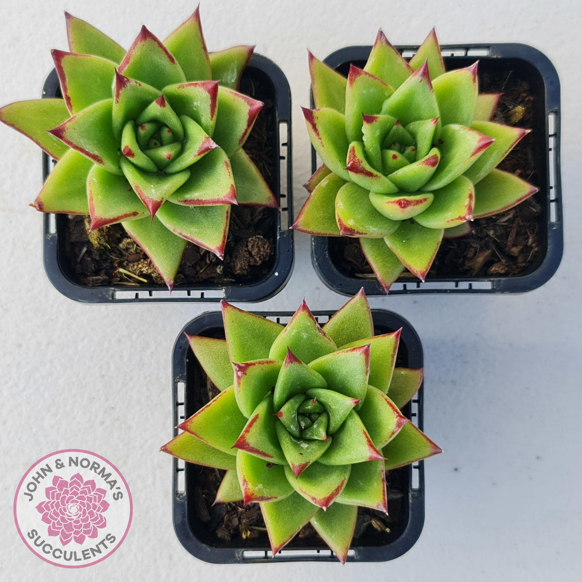 Echeveria Agavoides Lipstick