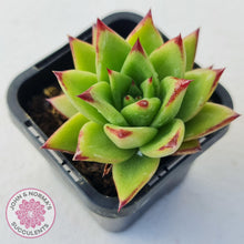 Load image into Gallery viewer, Echeveria Agavoides Lipstick - John & Norma's Succulents