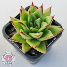 Load image into Gallery viewer, Echeveria Agavoides Lipstick - John & Norma's Succulents
