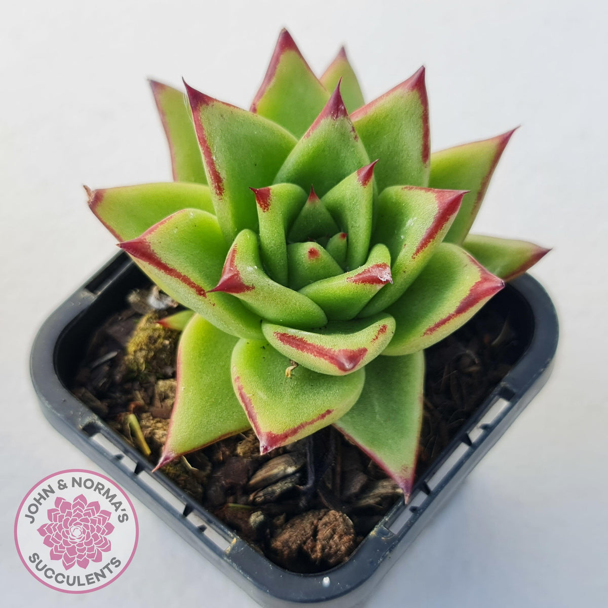 Echeveria Agavoides Lipstick