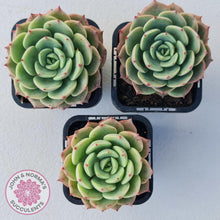 Load image into Gallery viewer, Echeveria Bella Donna - John & Norma's Succulents