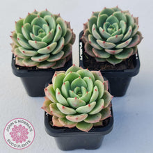 Load image into Gallery viewer, Echeveria Bella Donna - John & Norma's Succulents