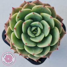 Load image into Gallery viewer, Echeveria Bella Donna - John & Norma's Succulents