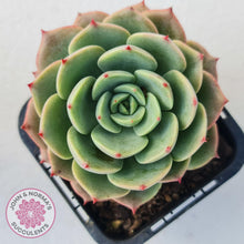 Load image into Gallery viewer, Echeveria Bella Donna - John & Norma's Succulents