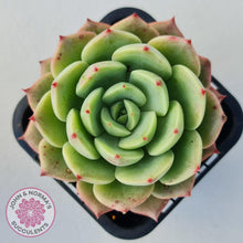 Load image into Gallery viewer, Echeveria Bella Donna - John & Norma's Succulents