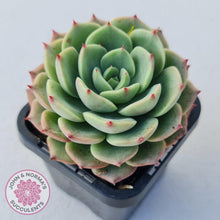 Load image into Gallery viewer, Echeveria Bella Donna - John & Norma's Succulents
