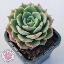 Load image into Gallery viewer, Echeveria Bella Donna - John & Norma's Succulents