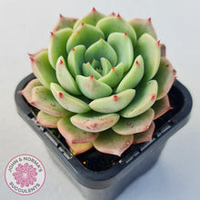 Load image into Gallery viewer, Echeveria Bella Donna - John & Norma's Succulents