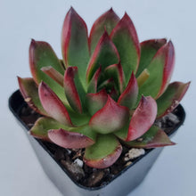 Load image into Gallery viewer, Echeveria Benimusume - John & Norma's Succulents